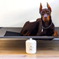 Woof Treat Jar