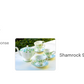 Shamrock Fine Porcelain Tea Set