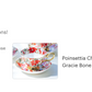 Poinsettia Chintz Gold Bone China Tea Cup and Saucer